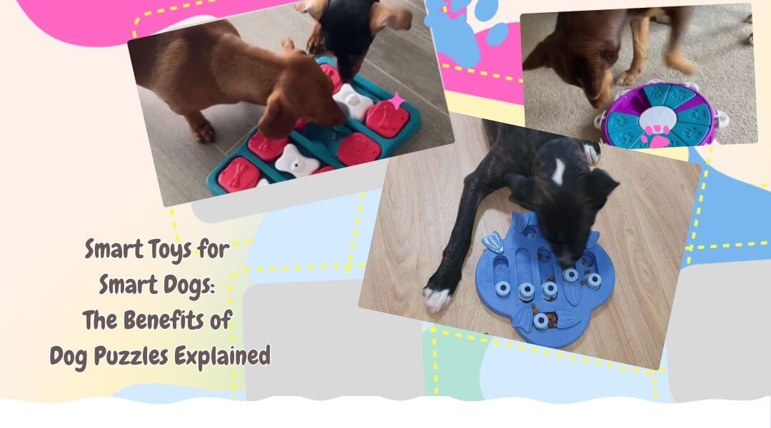 Smart Toys for Smart Dogs The Benefits of Dog Puzzles Explained Let s Pawty