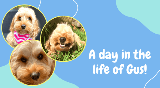 A day in the life of Gus Let's Pawty