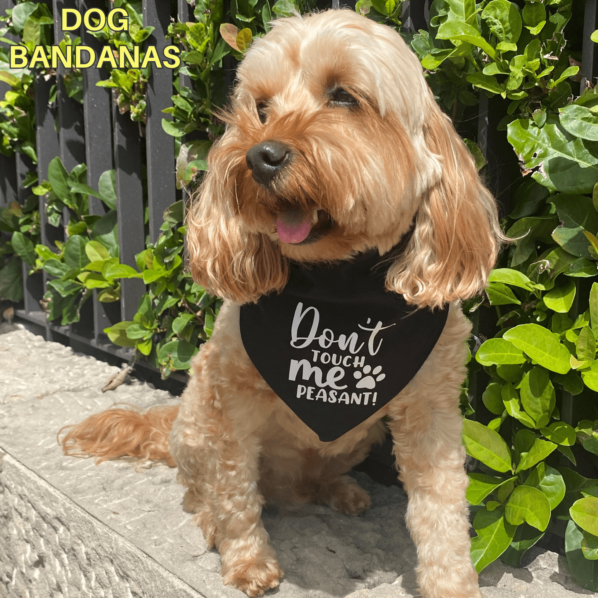 Dog scarf australia deals