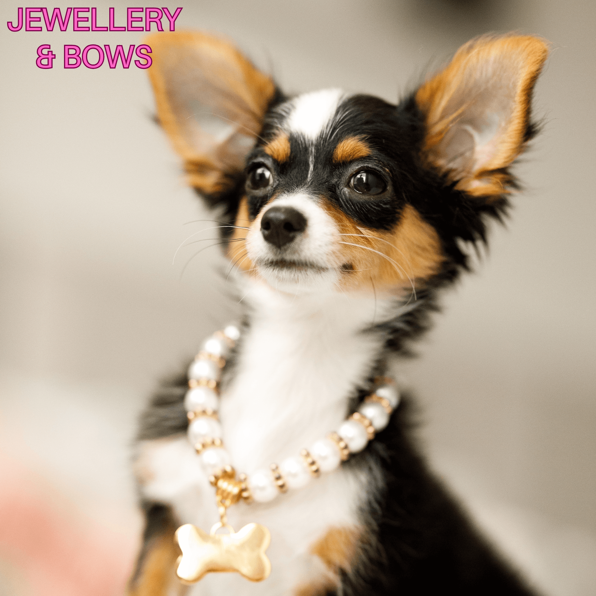 Fashion Dog Jewellery Shop Online Let s Pawty Australia