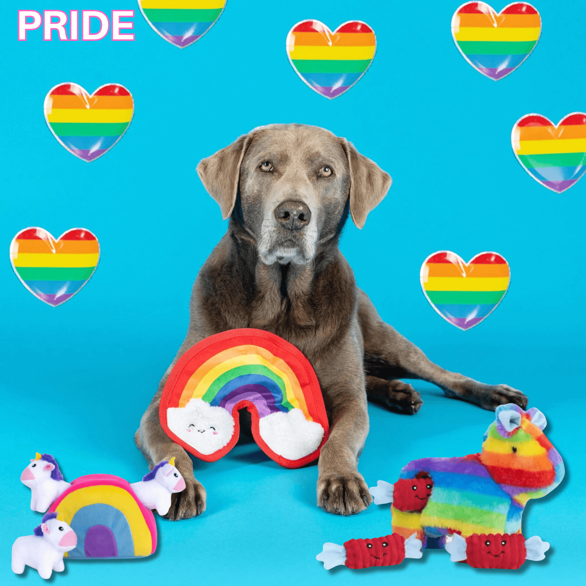 Pride month special rainbow ball dog interactive toy is