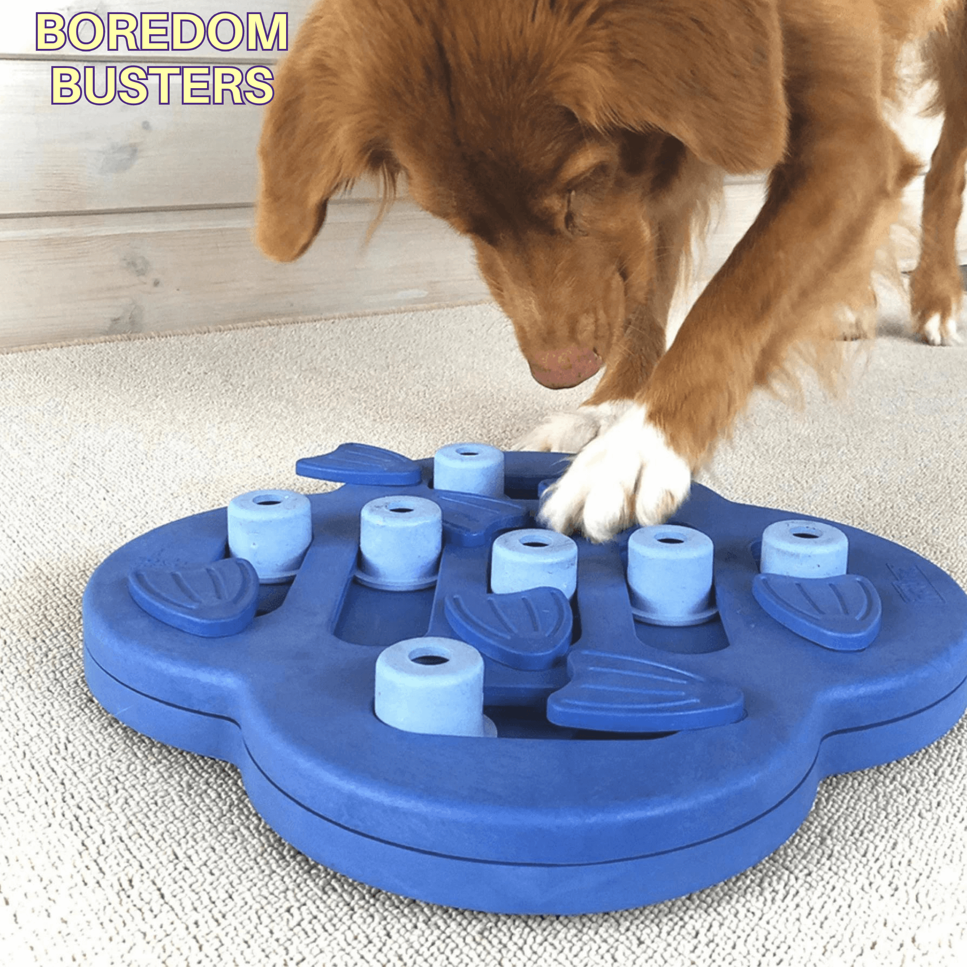 http://letspawty.au/cdn/shop/collections/boredom-buster-dog-toys-enrichment-puzzles-snuffle-mat.png?v=1704074970