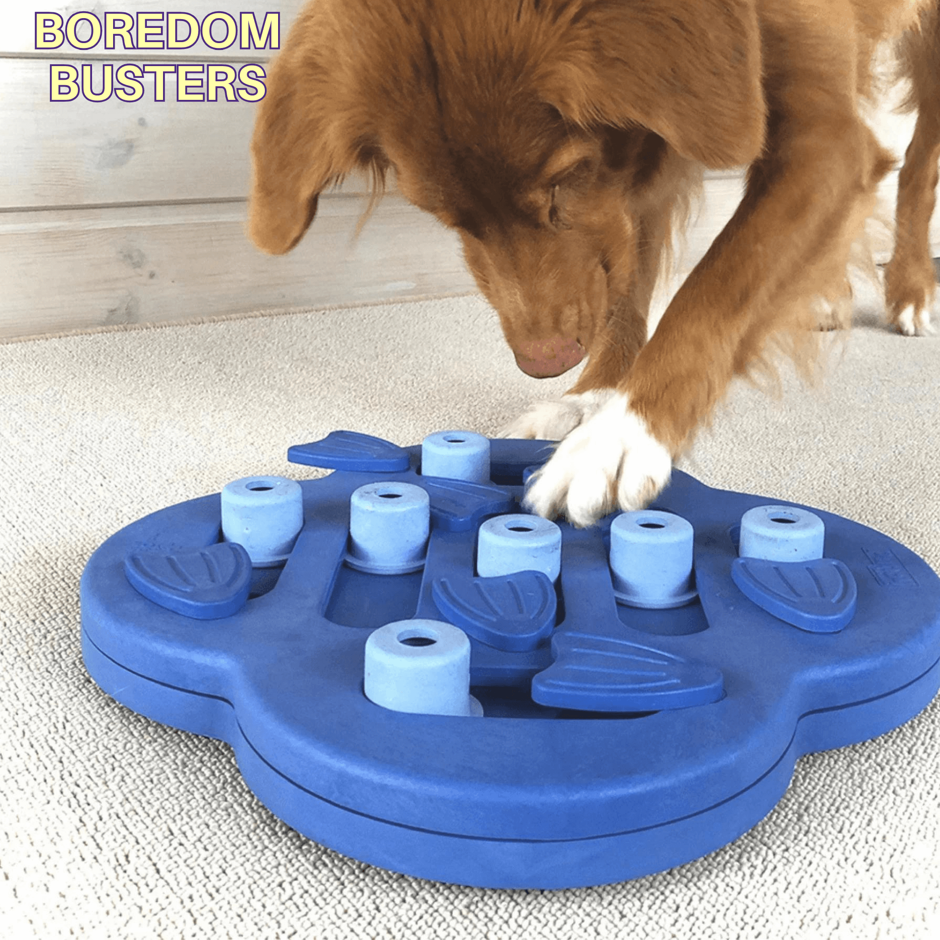 Boredom breakers top for dogs