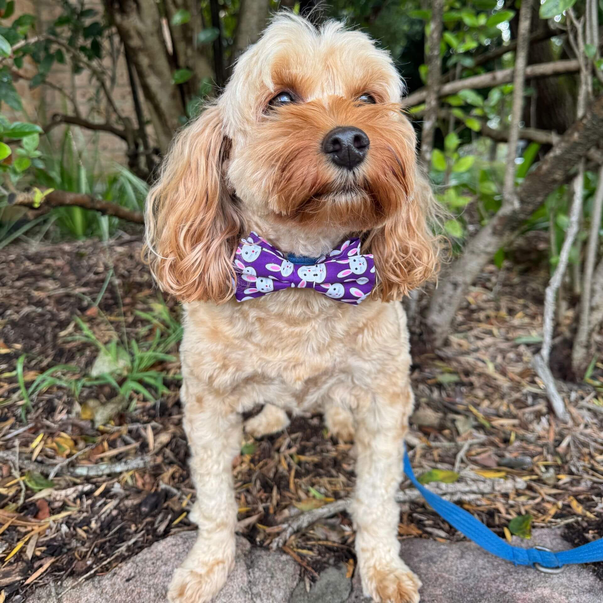 Easter bunny dog bow let's pawty