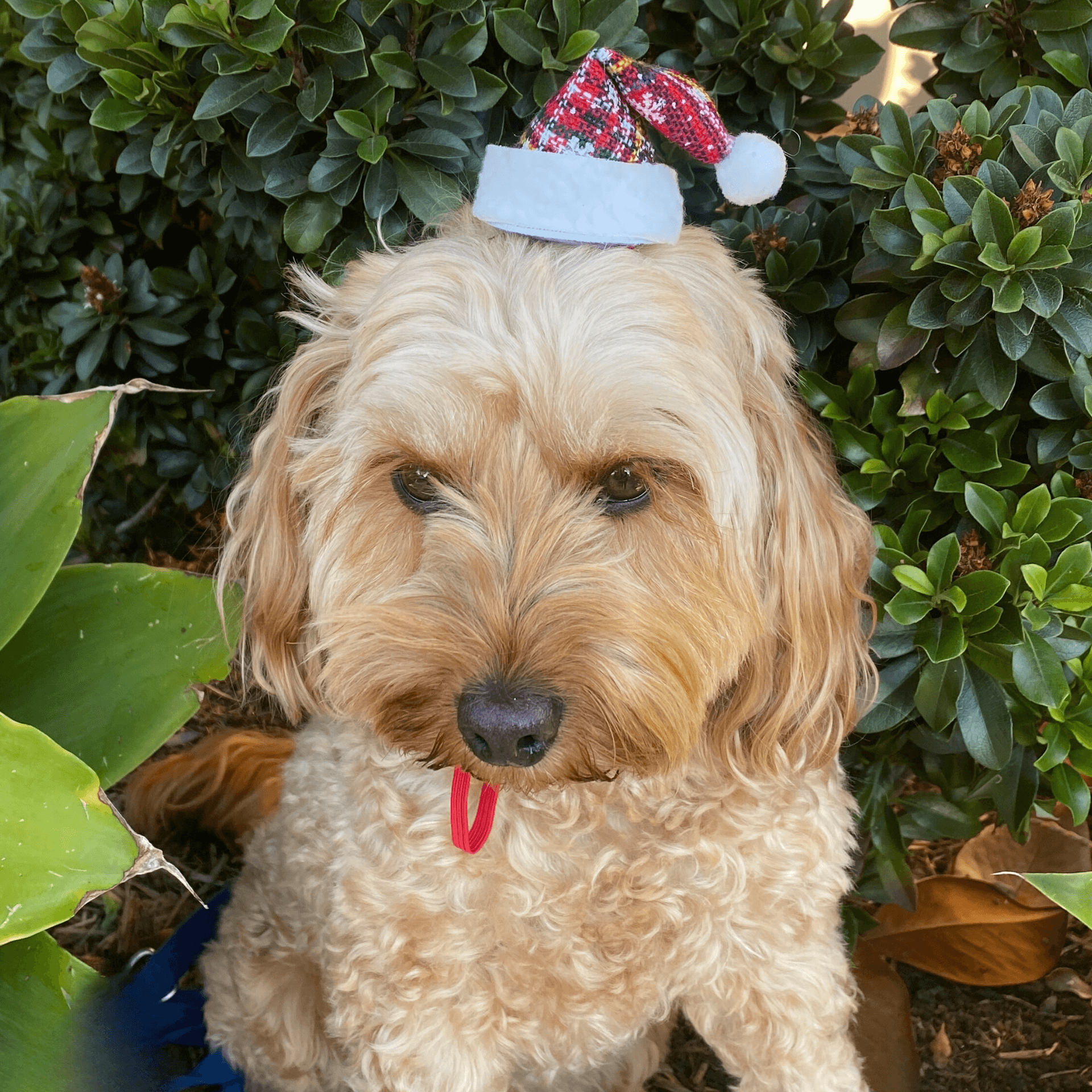 Santa style dog hat red plaid christmas themed, let's pawty