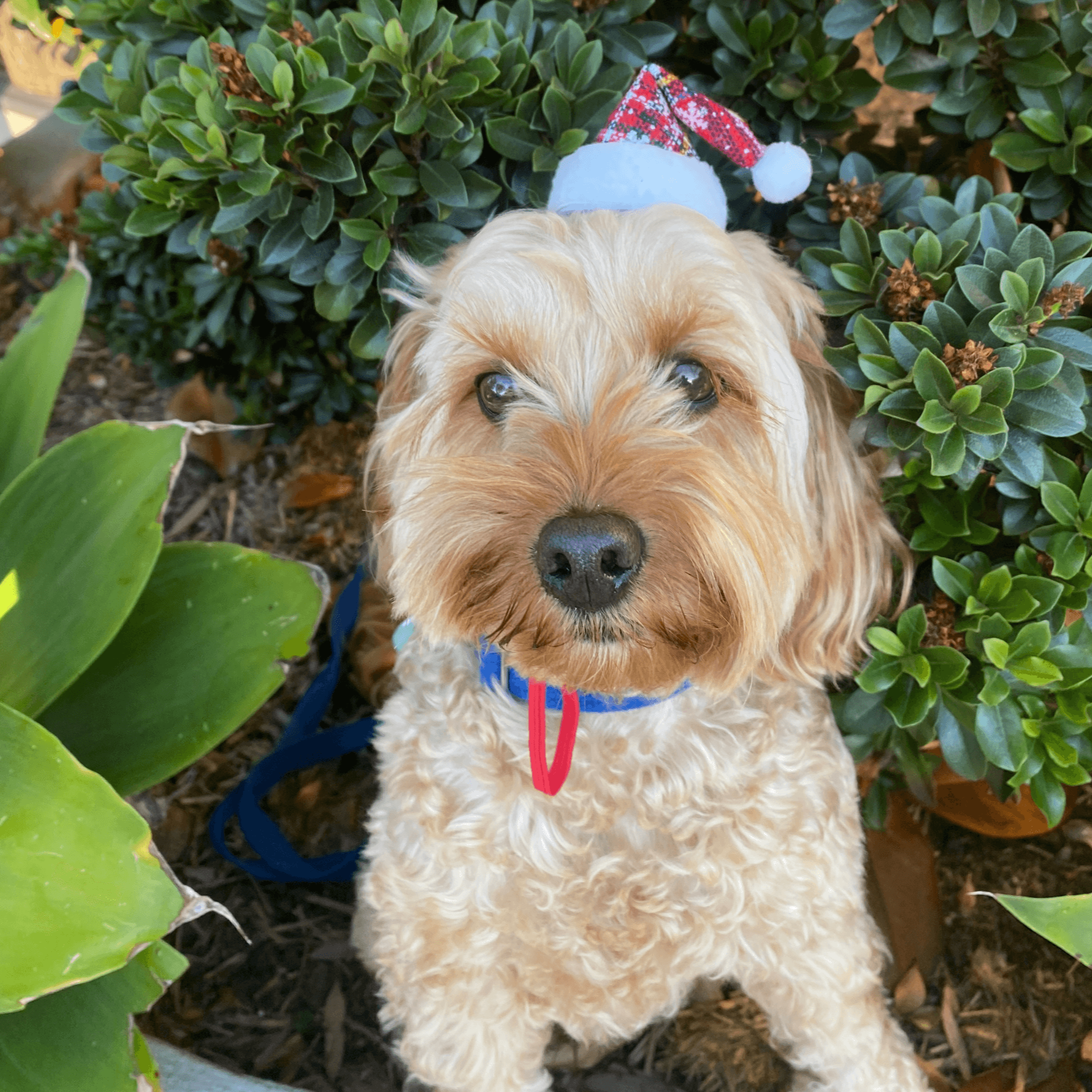 Santa style dog hat red plaid christmas themed, let's pawty