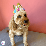 Dog Birthday Party Hat Gold with  Multi-Coloured Flowers