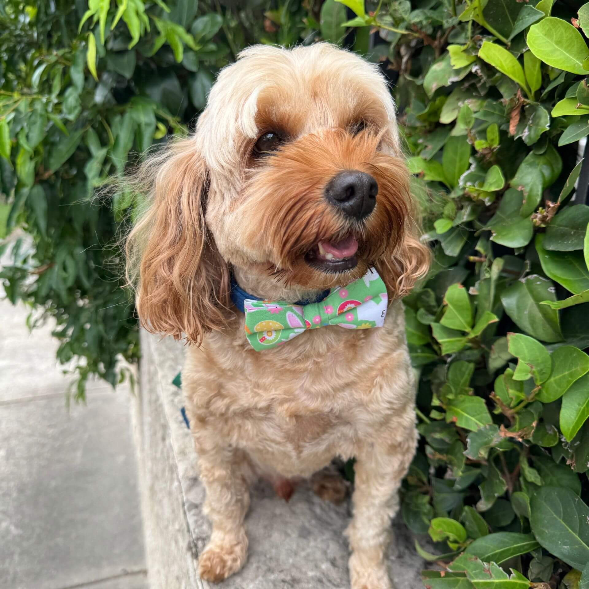Easter garden dog bow let's pawty