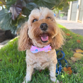 Easter dog presents let's pawty