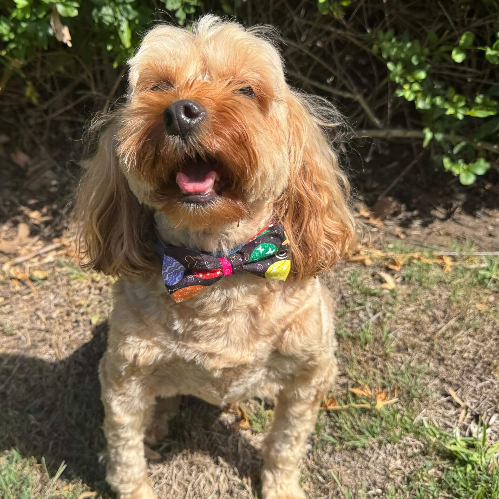 Easter dog bow let's pawty