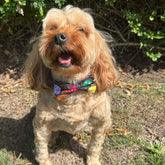 Easter dog bow let's pawty