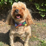 Easter dog bow let's pawty