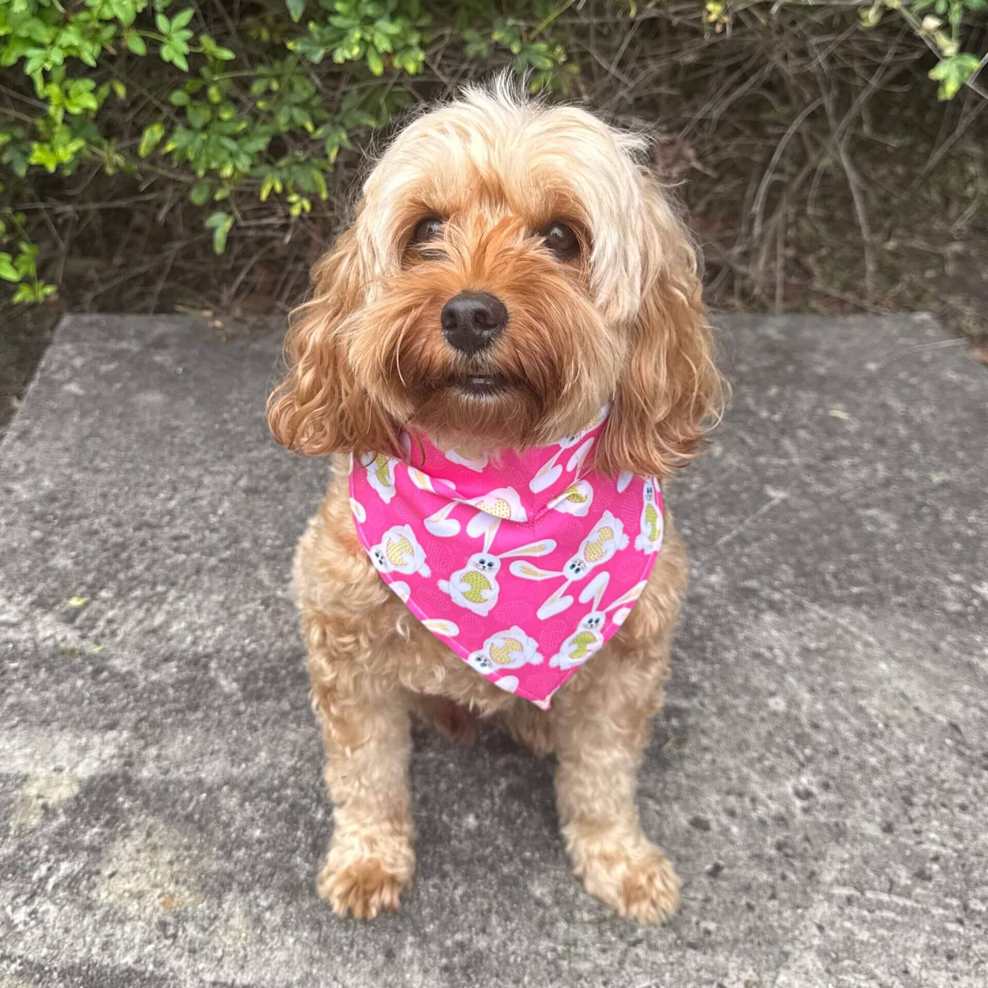 Bunny Easter bandana
