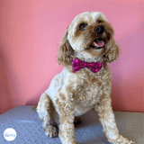 og birthday hat, crown, bow tie set, let's pawty