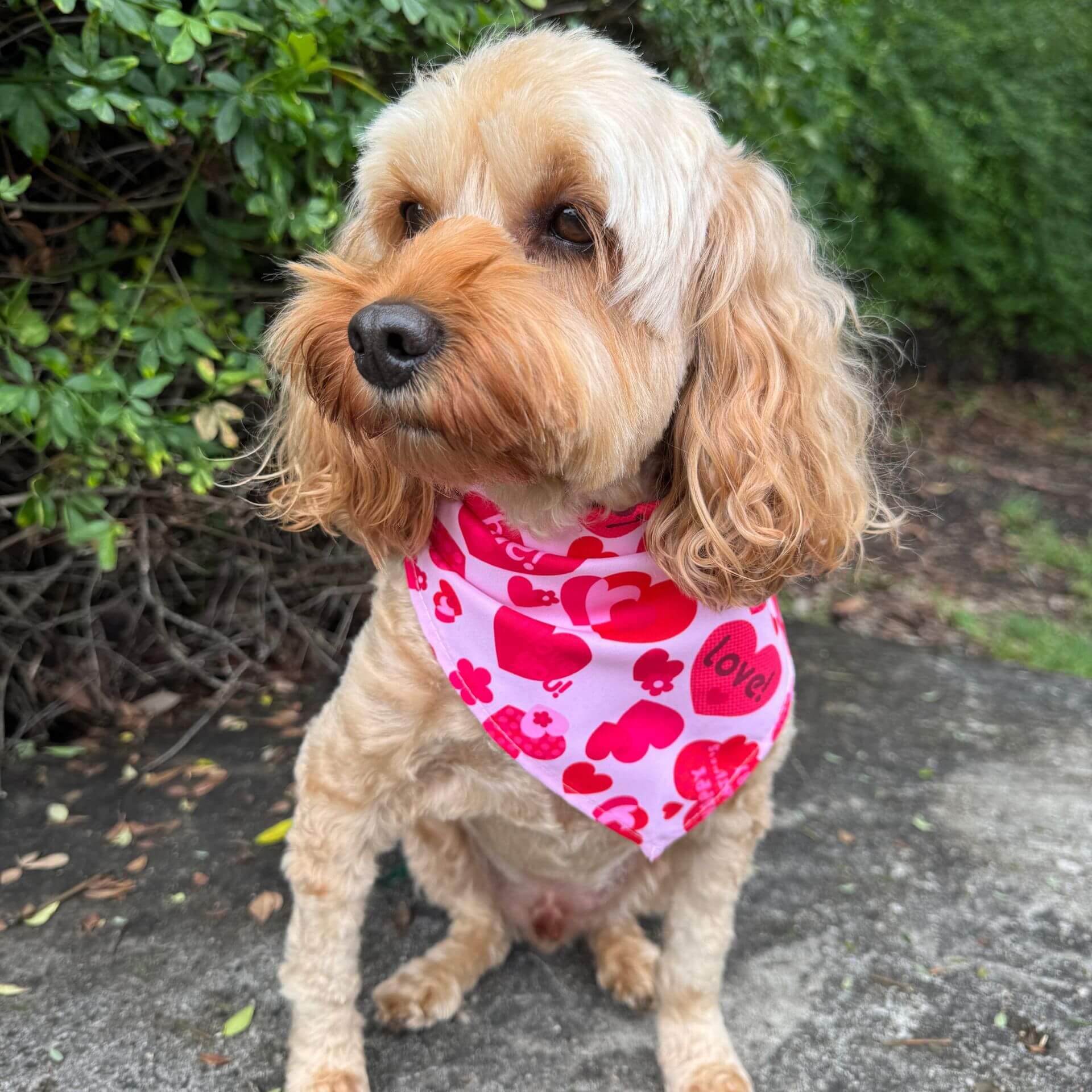 be Mine valentine's dog bandana