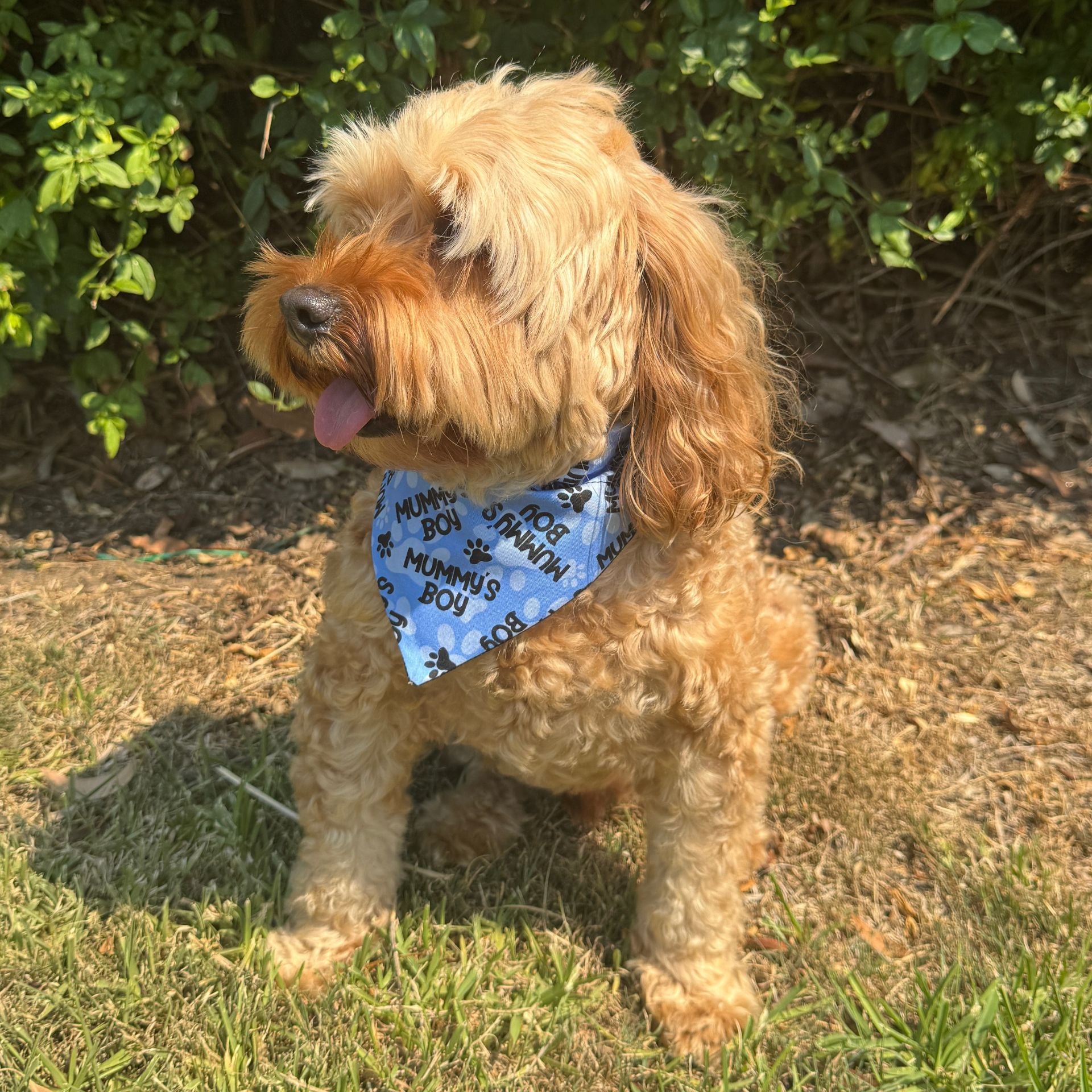 Mummy's Boy slip on dog bandana let's pawty