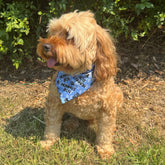 Mummy's Boy slip on dog bandana let's pawty