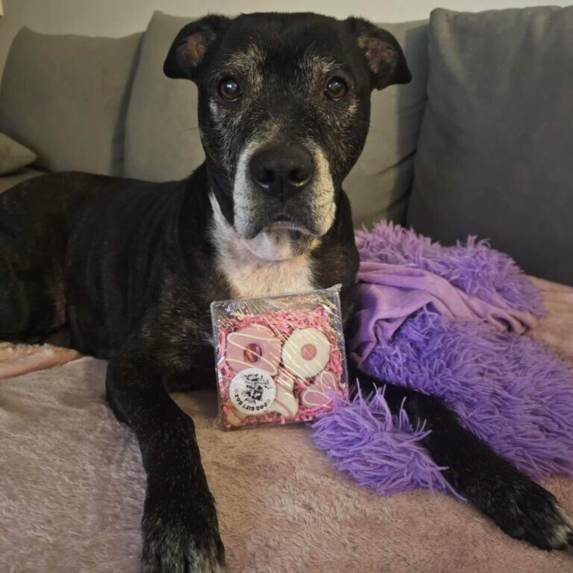 pink cookie pack mix