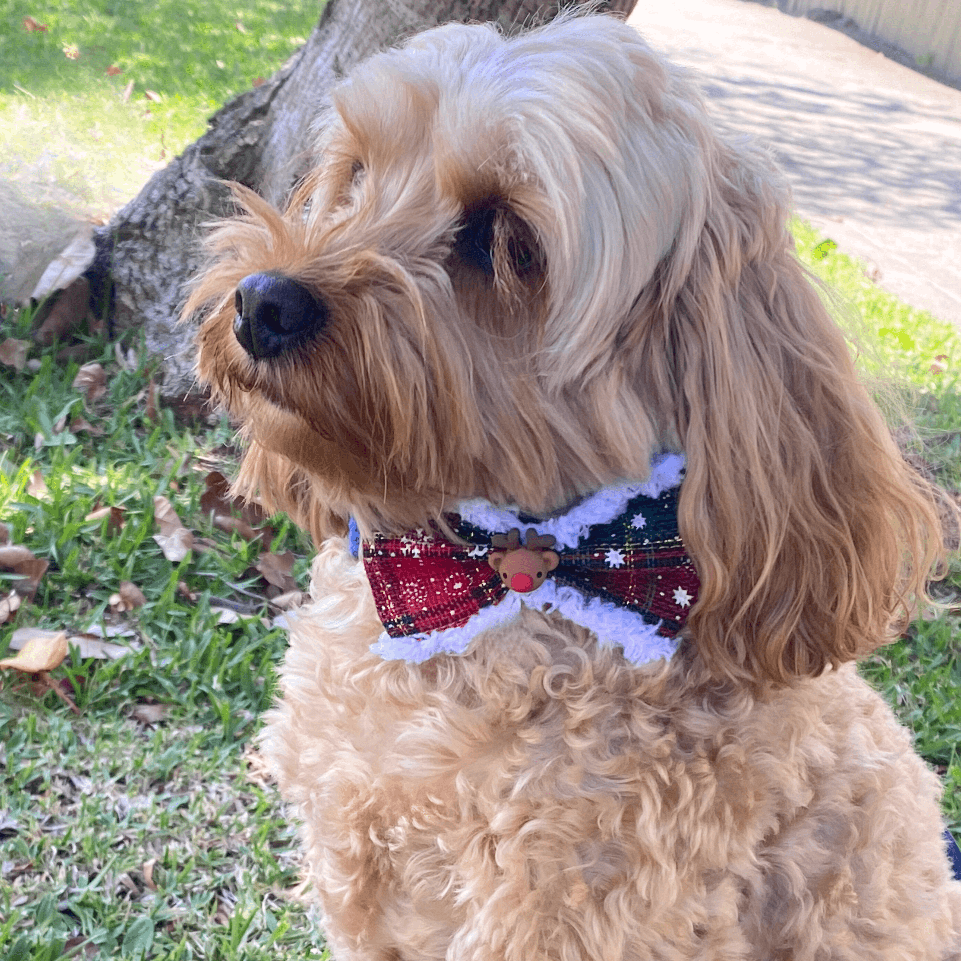 Dog bow over the collar accessory red and green plaid, let's pawty