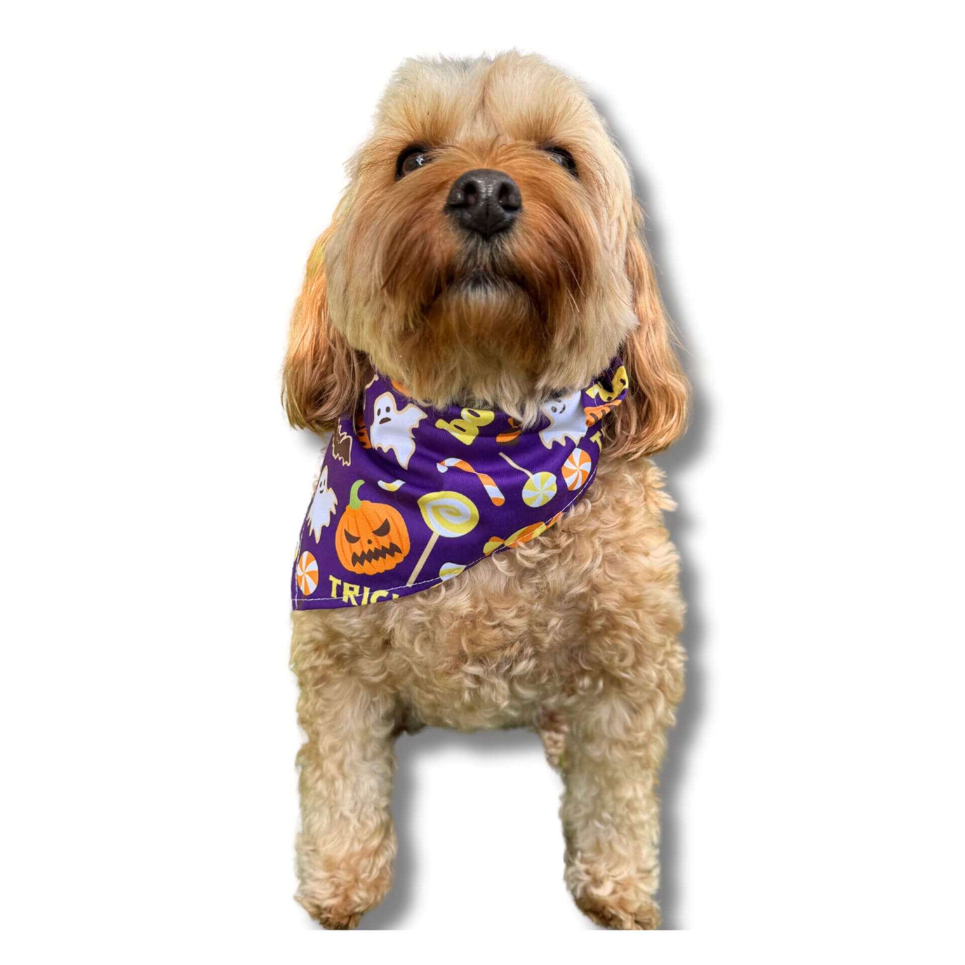 trick or treat dog bandana tie up