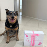 Happy birthday plush dog toy, let's pawty