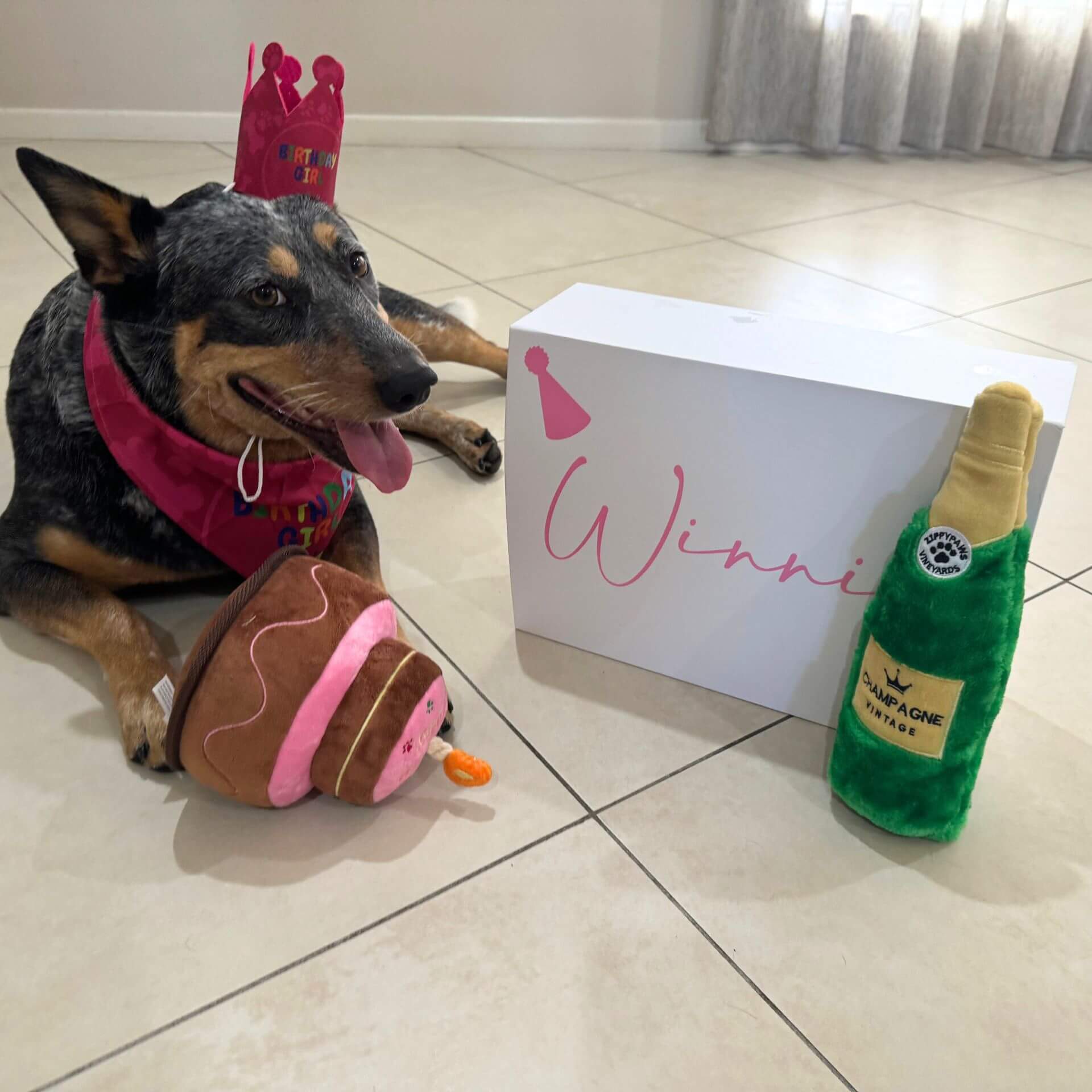 Happy birthday plush dog toy, let's pawty