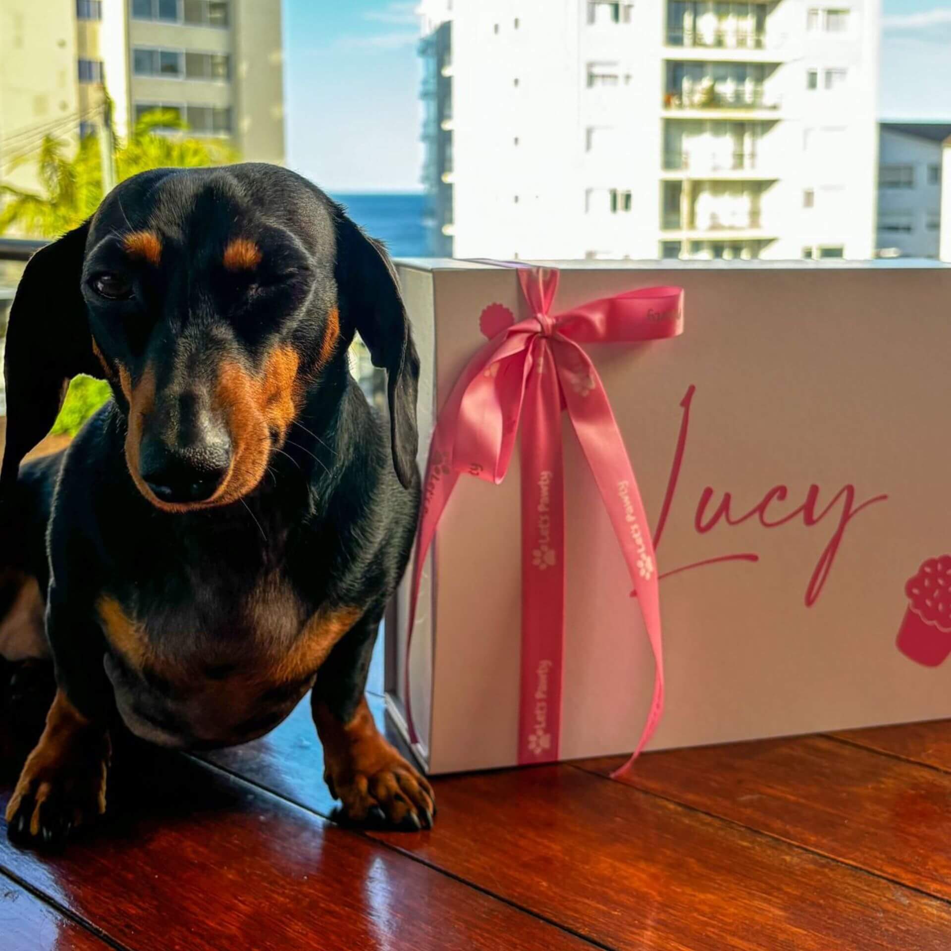 Lucy dog gif box
