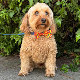 halloween themed dog bow, let's pawty