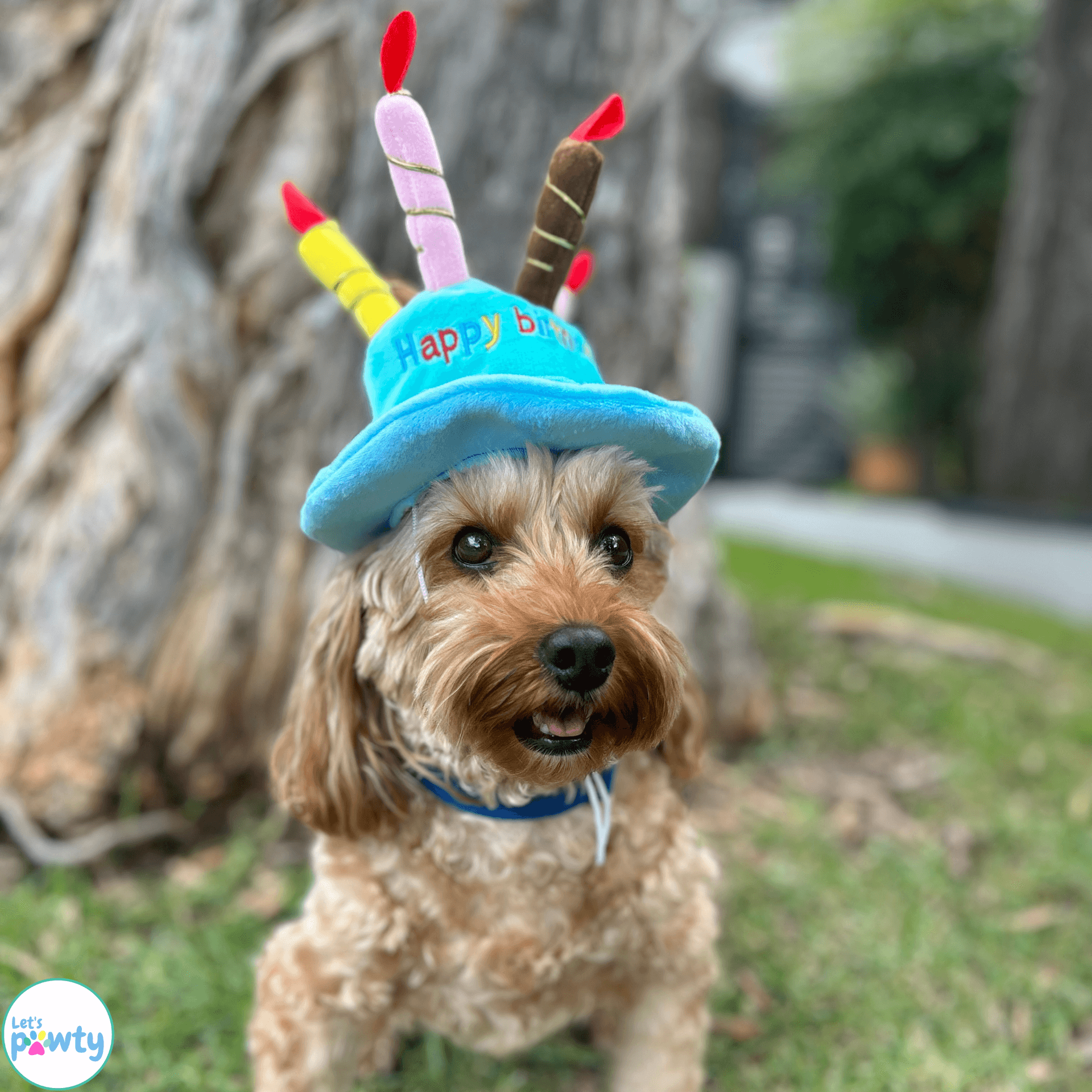 Happy birthday plush hat with candles for dogs or cat in blue or pink