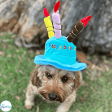 Happy birthday plush hat with candles for dogs or cat in blue or pink