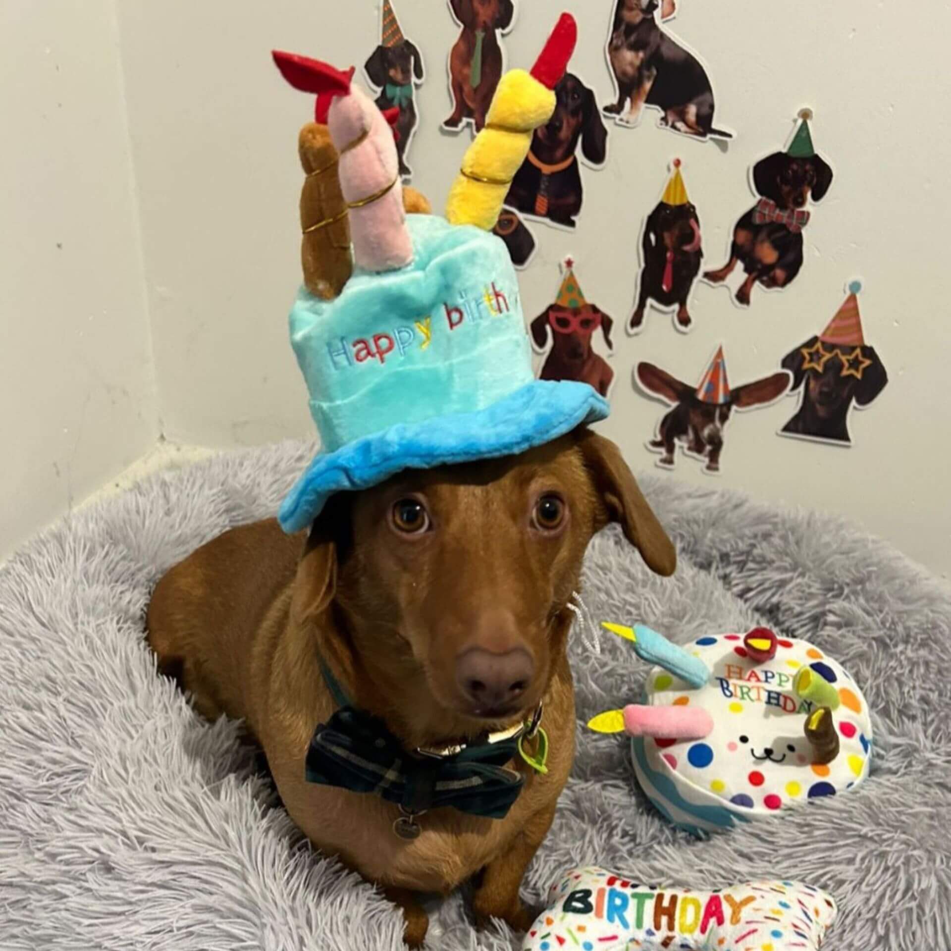 plush happy birthday dog hat