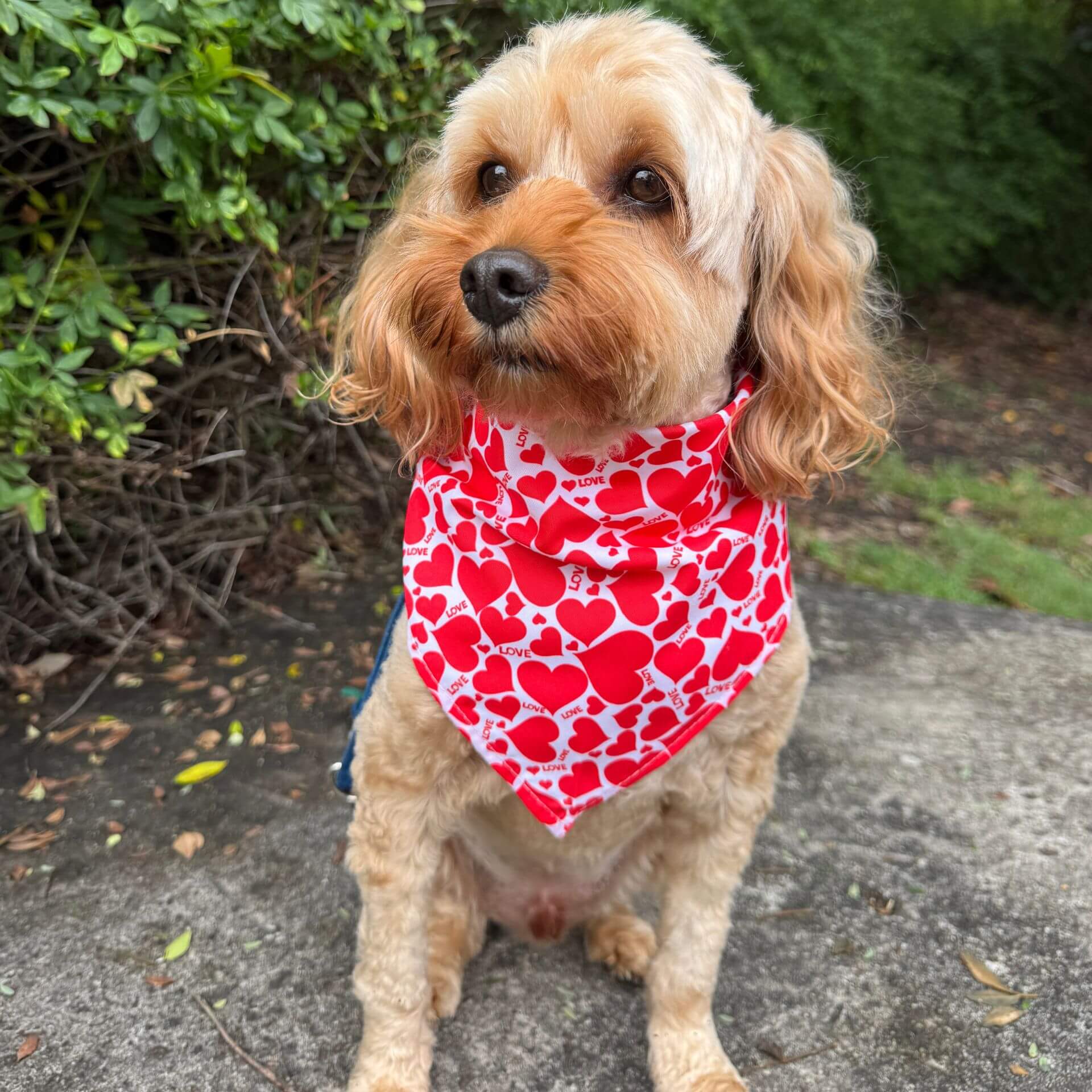 Valentine themed dog bandana tie up