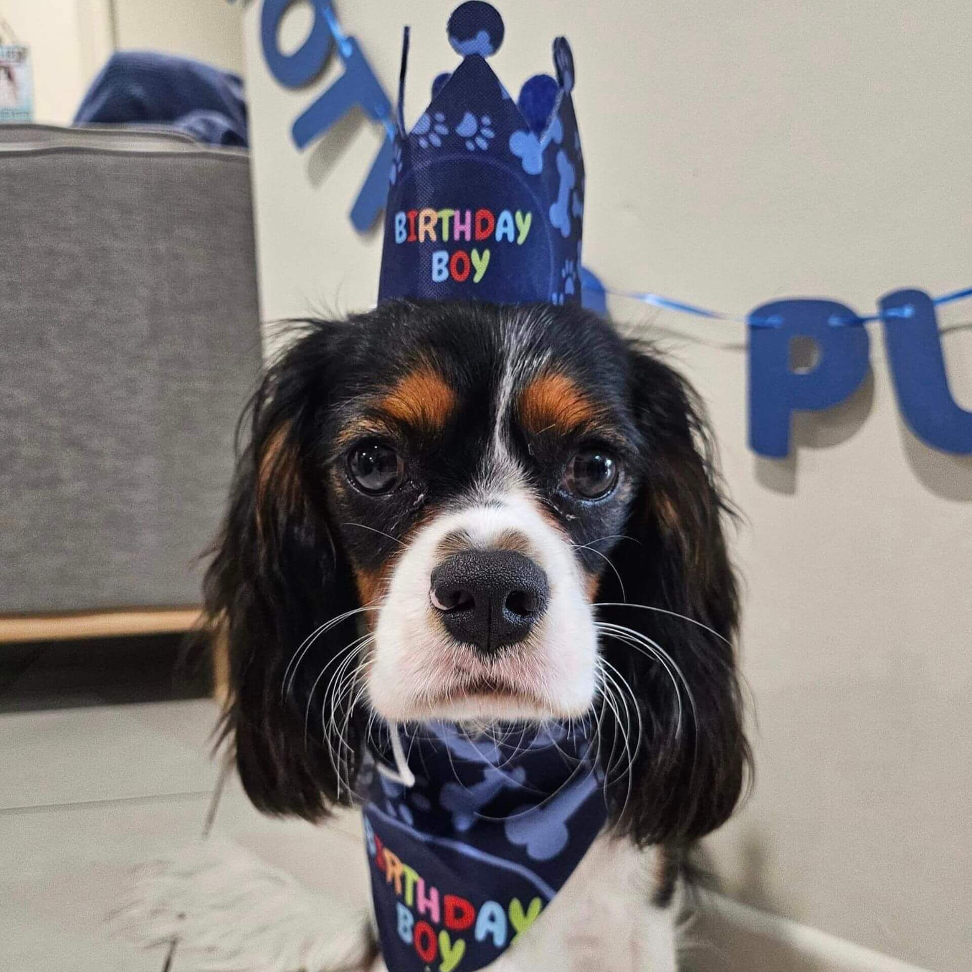 it's my birthday motherpuppers dog party banner set