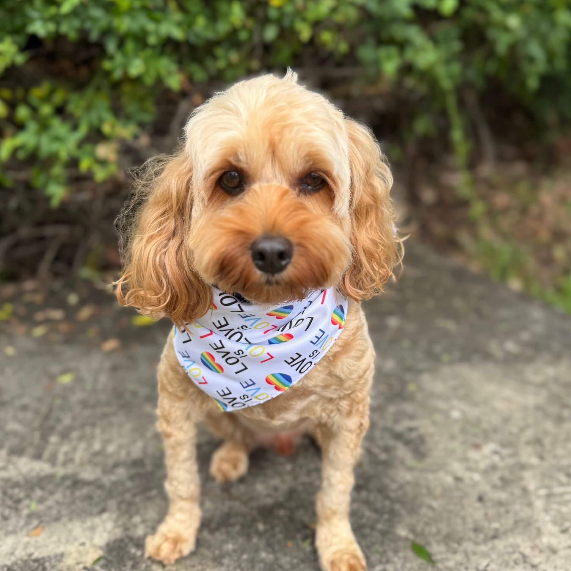 love is love dog bandana let's pawty