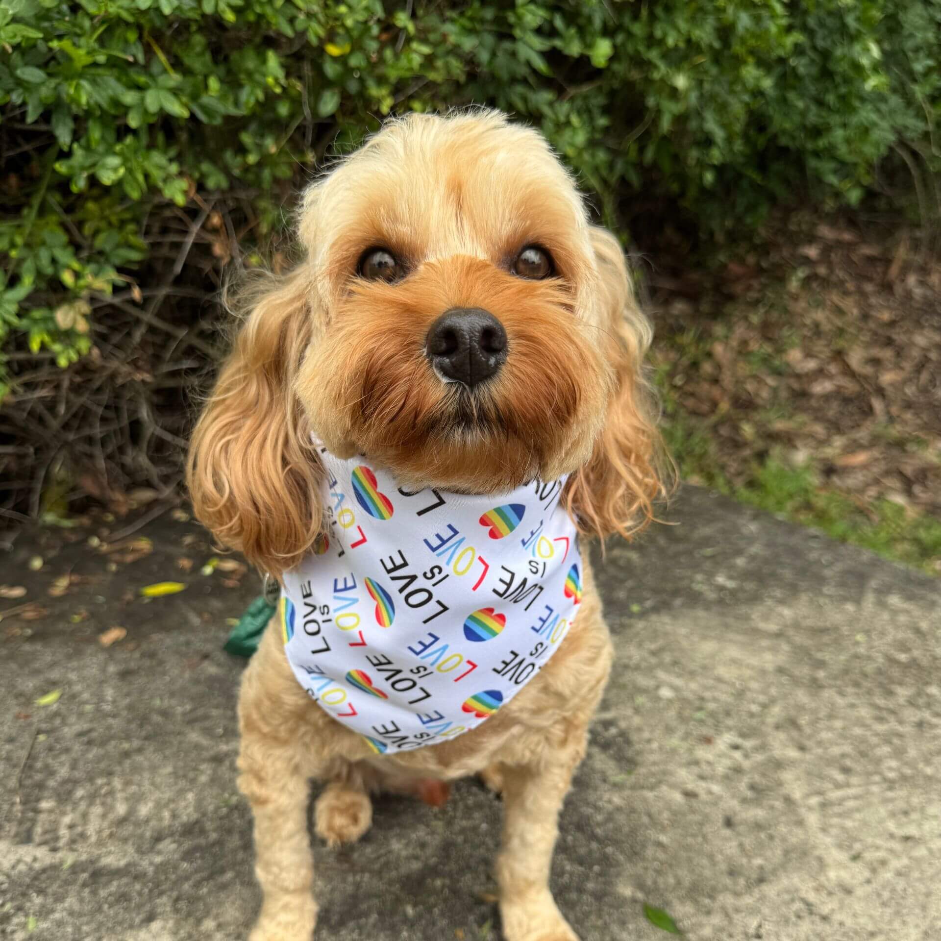 love is love dog bandana let's pawty