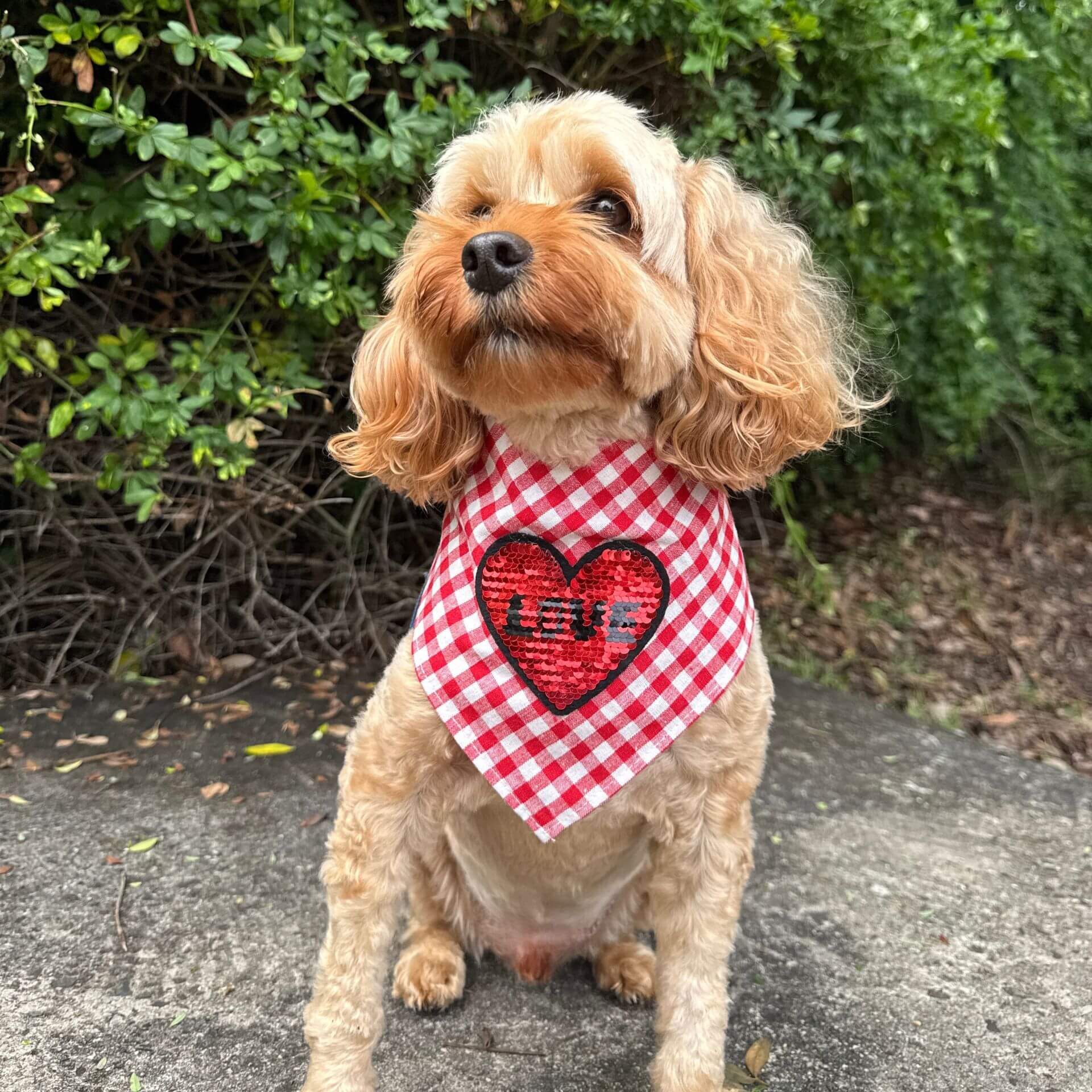 red gingham love dog banana
