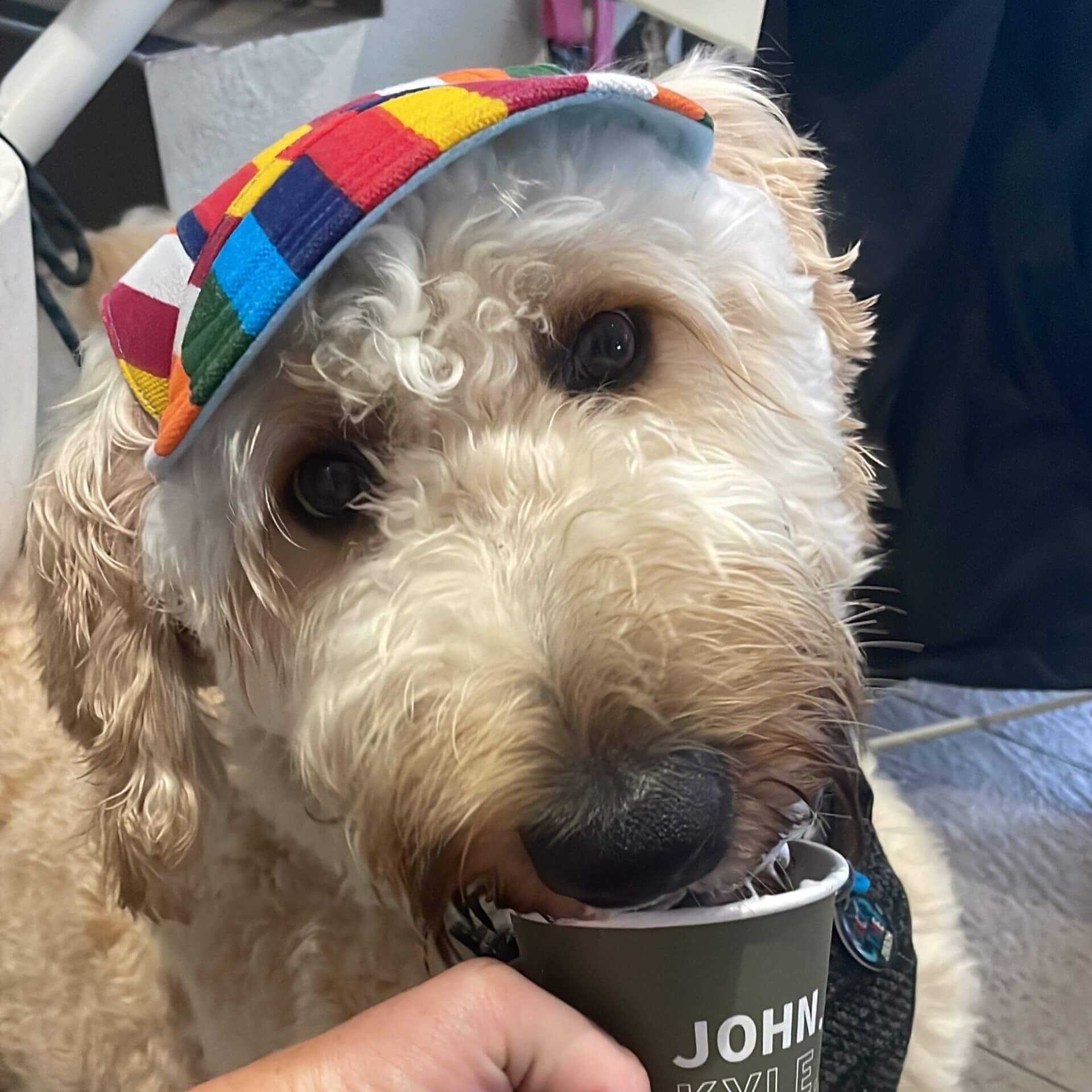 sun hat let's pawty, full brim, Mardi Gras, pride