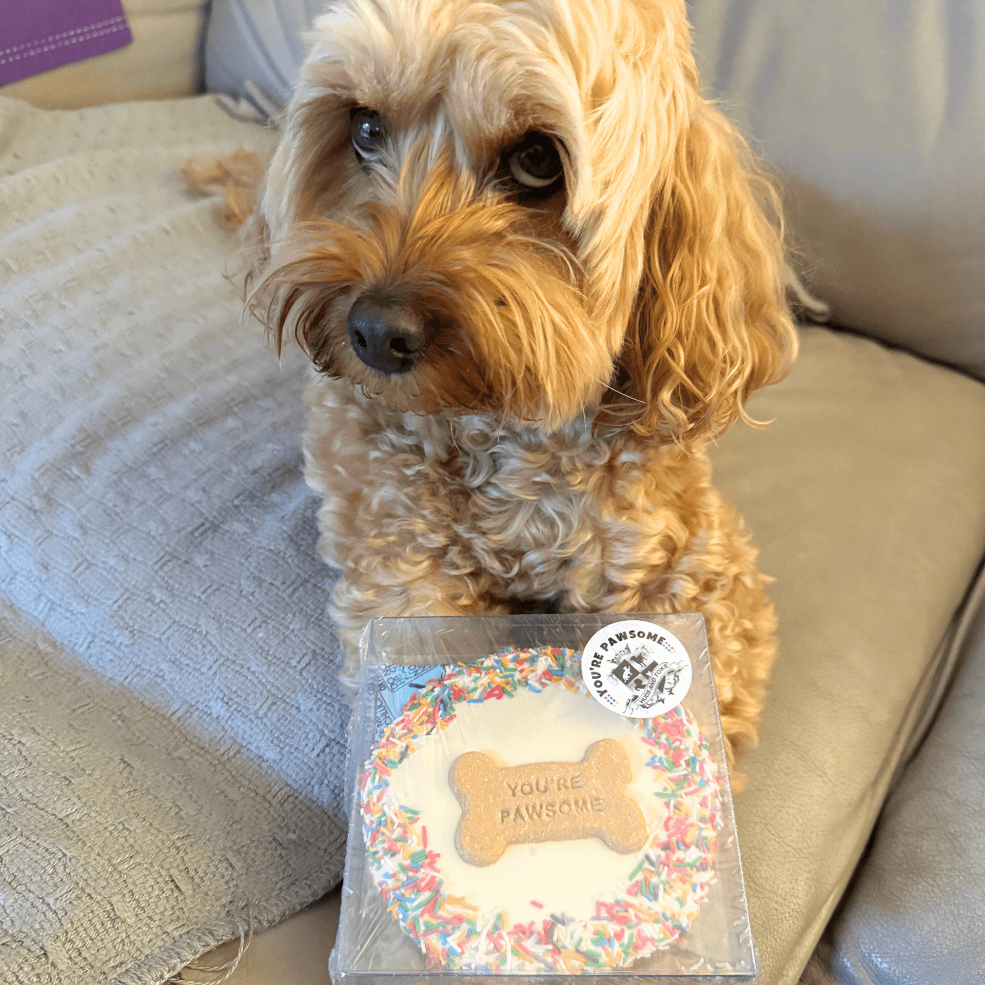 You're Pawsome Dog Cake Gourmet Dog Treat, Let's Pawty