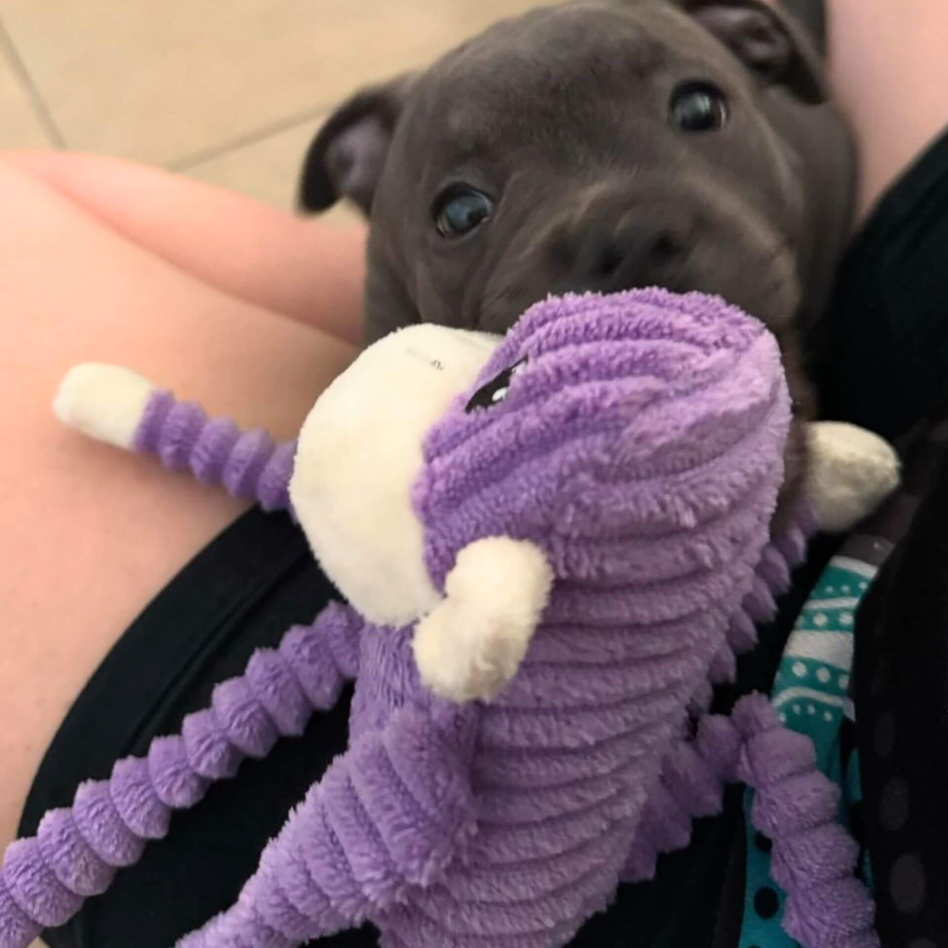 Plush crinkle dog toy monkey, let's pawty