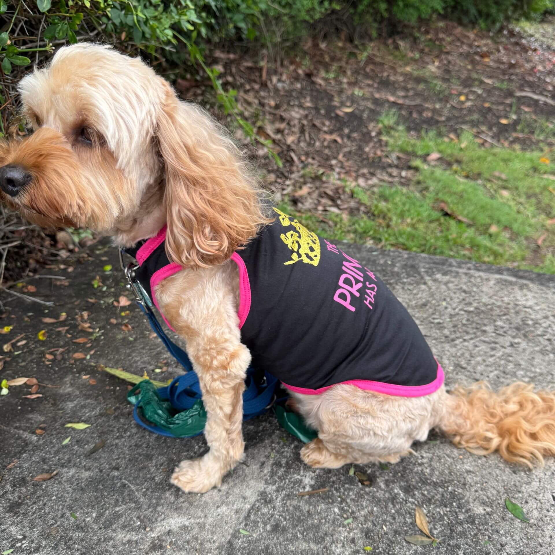 small breed dog tshirt, the princess has arrived