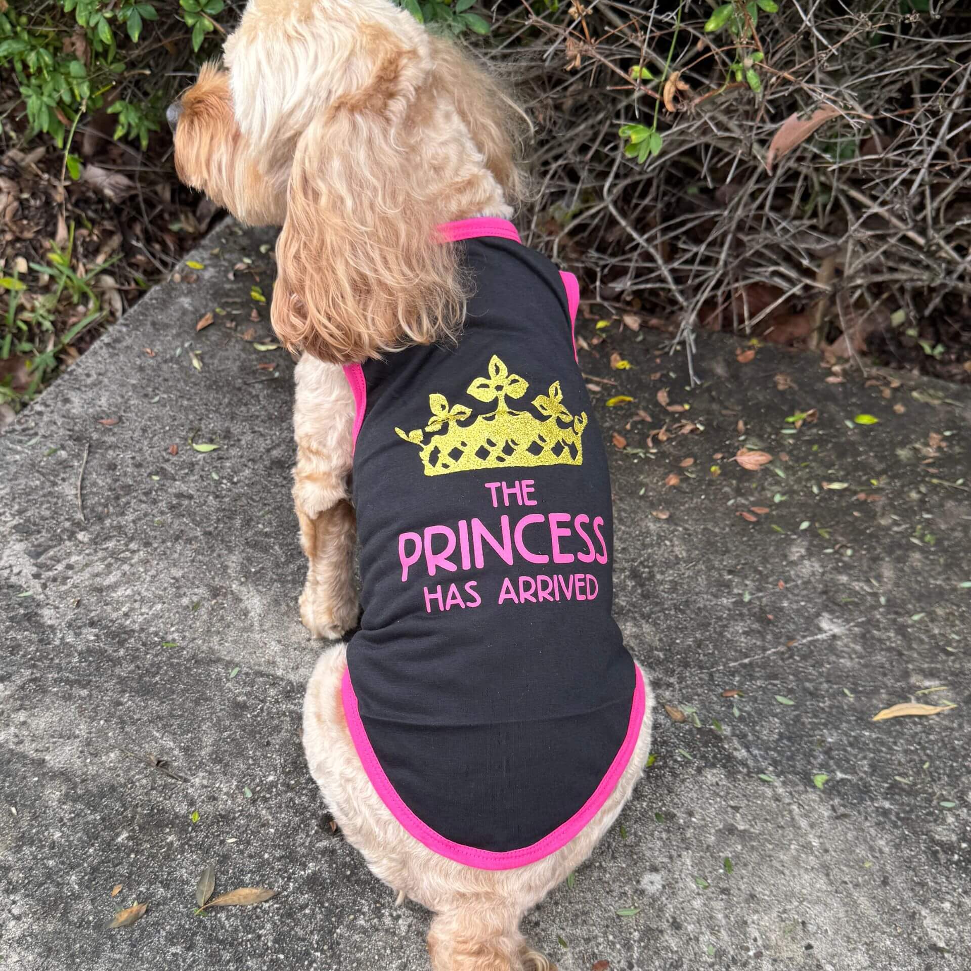 small breed dog tshirt, the princess has arrived