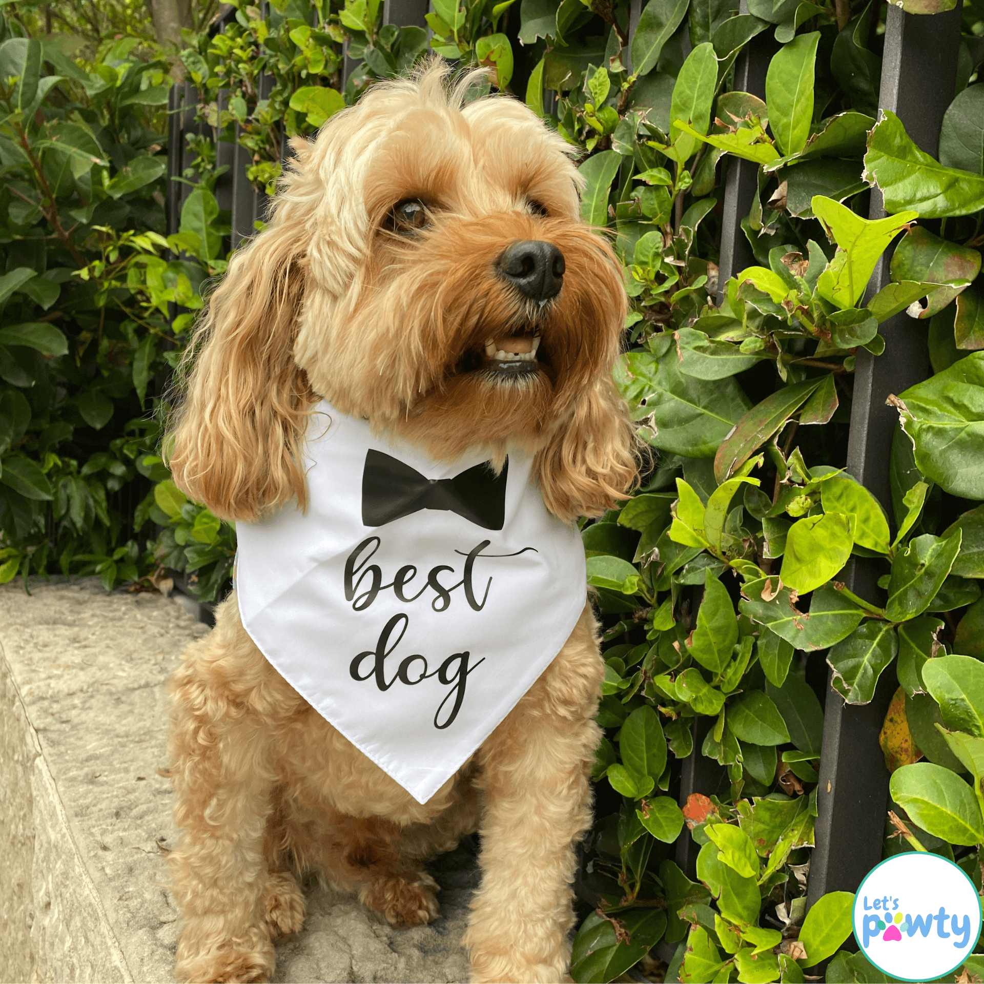wedding best dog fashion accessory let's pawty , black or white