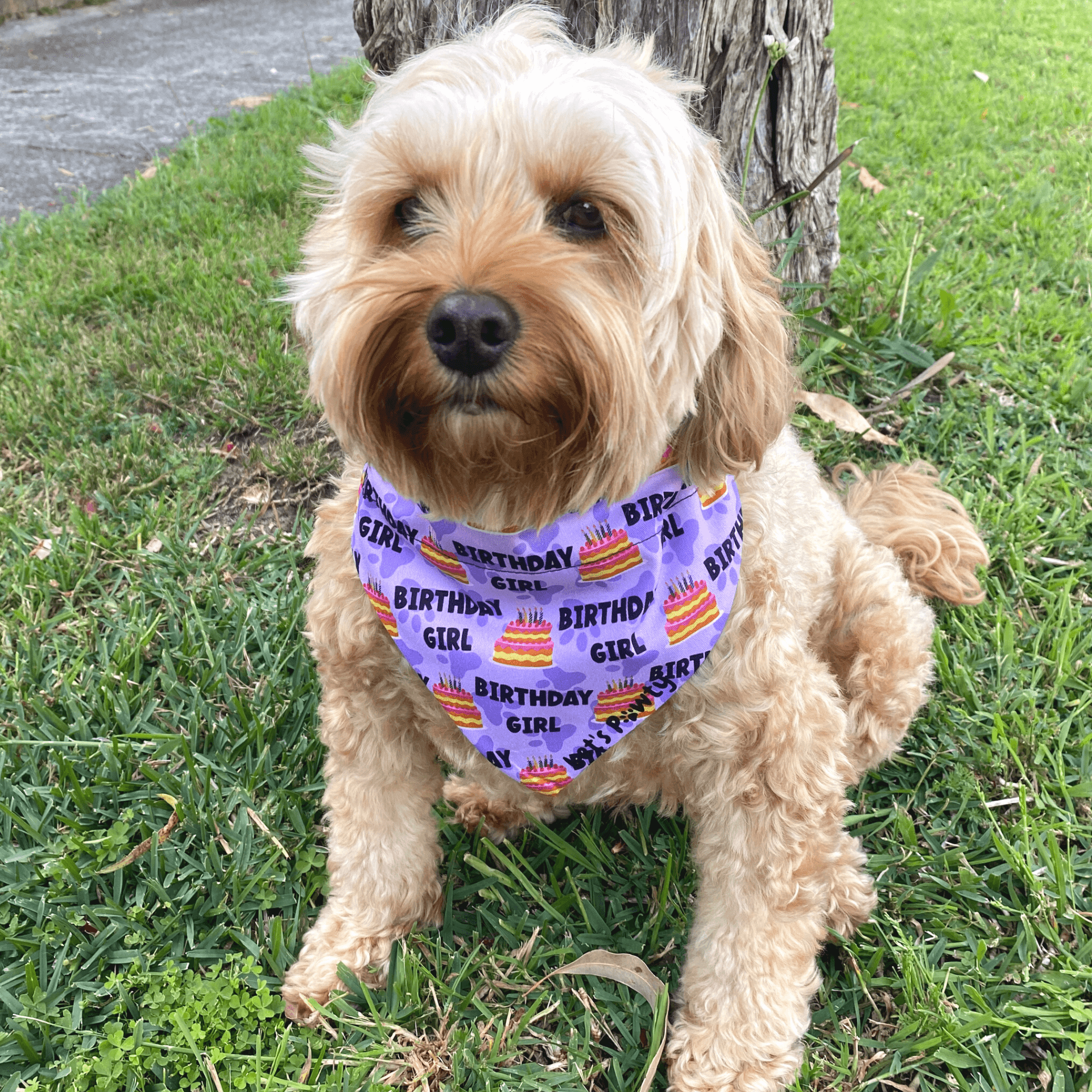 Reversible dog bandana, Let's pawty dog fashion