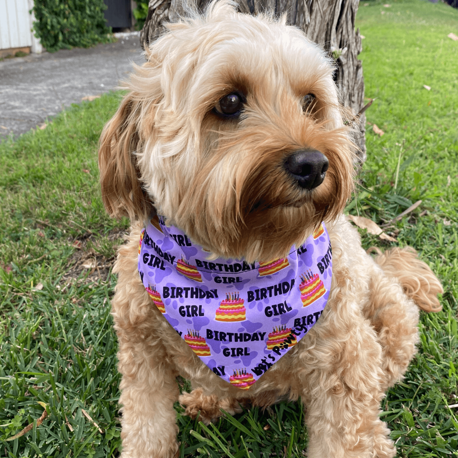 Reversible dog bandana, Let's pawty dog fashion