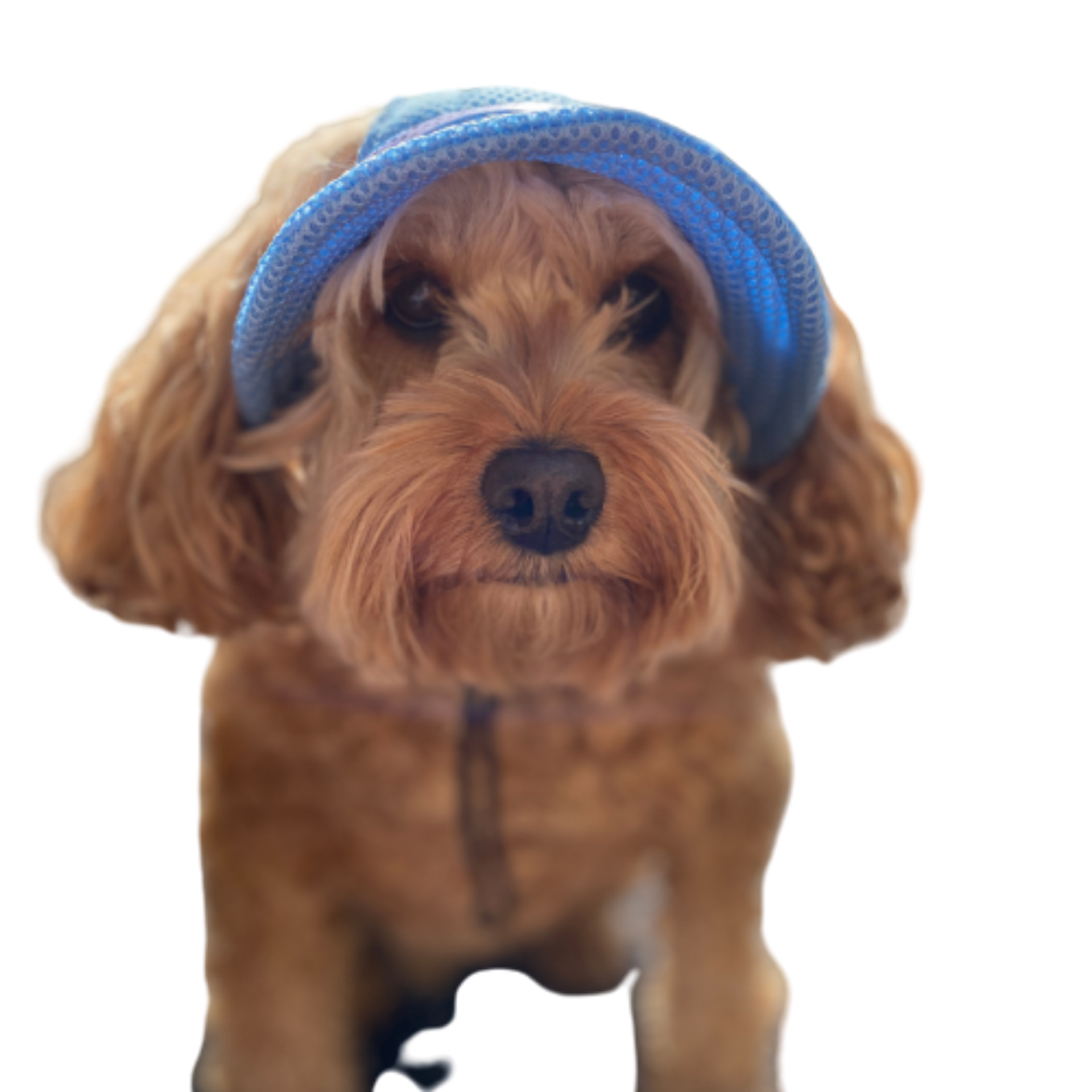 Protective sun hat for dogs to help shade the eyes let's pawty