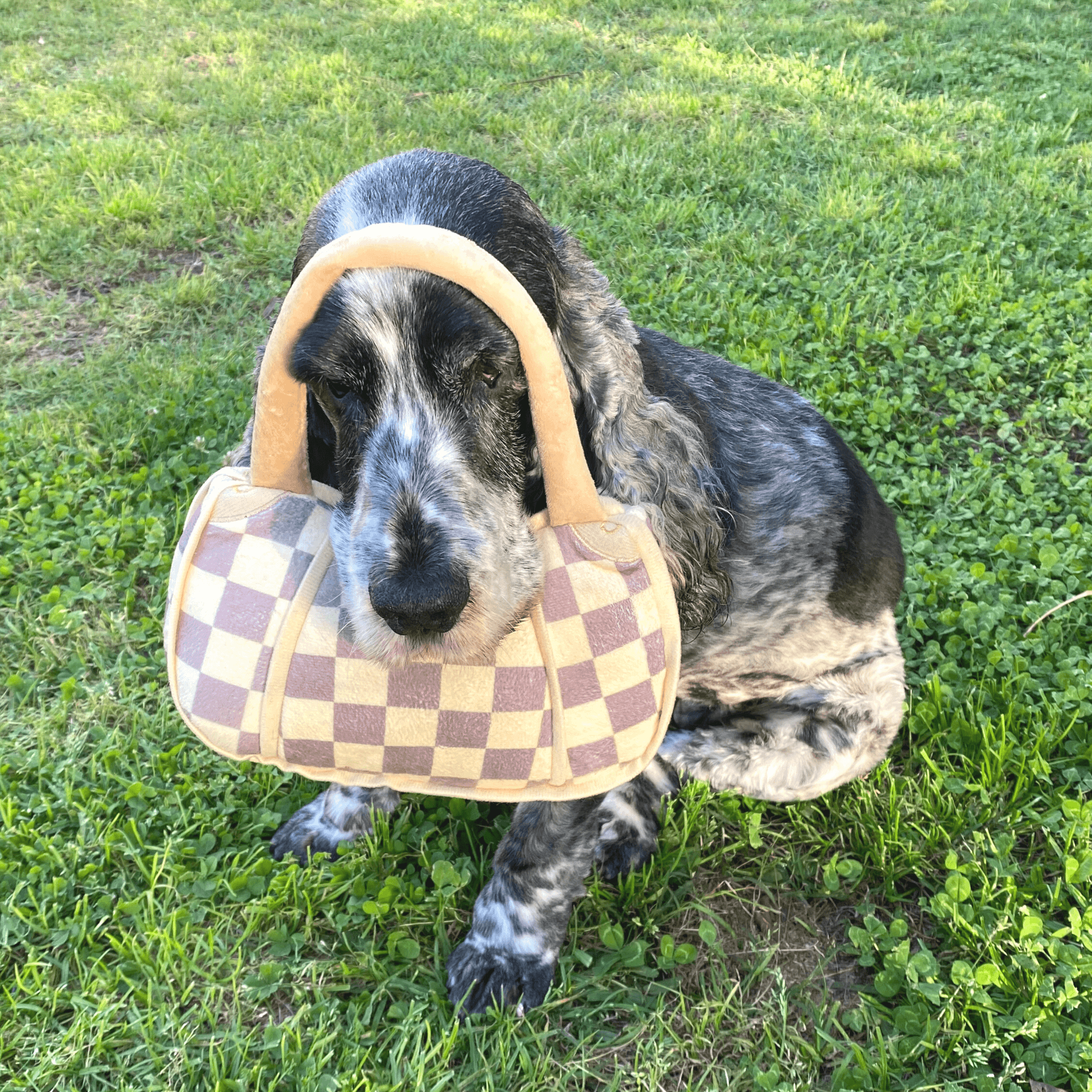 designer dog toy Let's Pawty Sydney