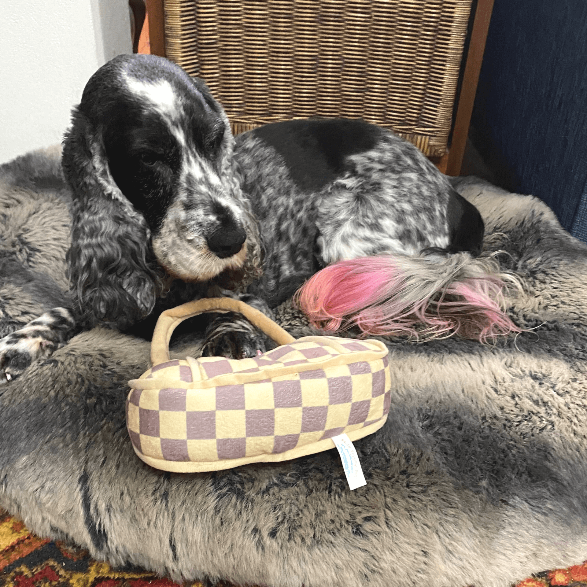 designer dog toy Let's Pawty Sydney