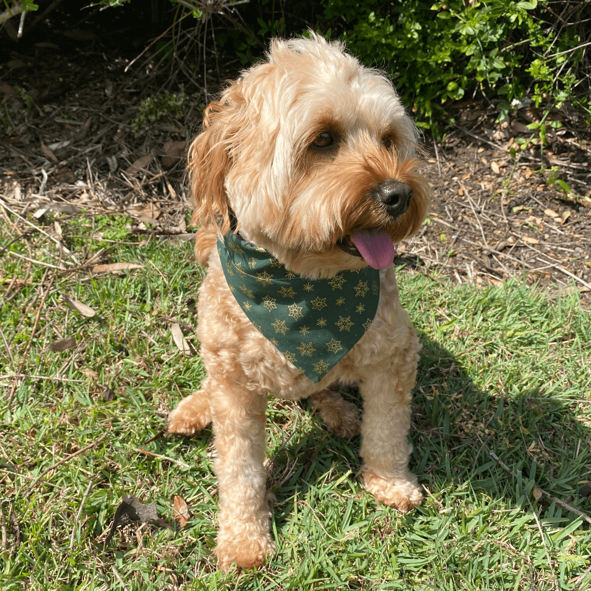 Christmas themed, Reversible dog bandana, let's pawty