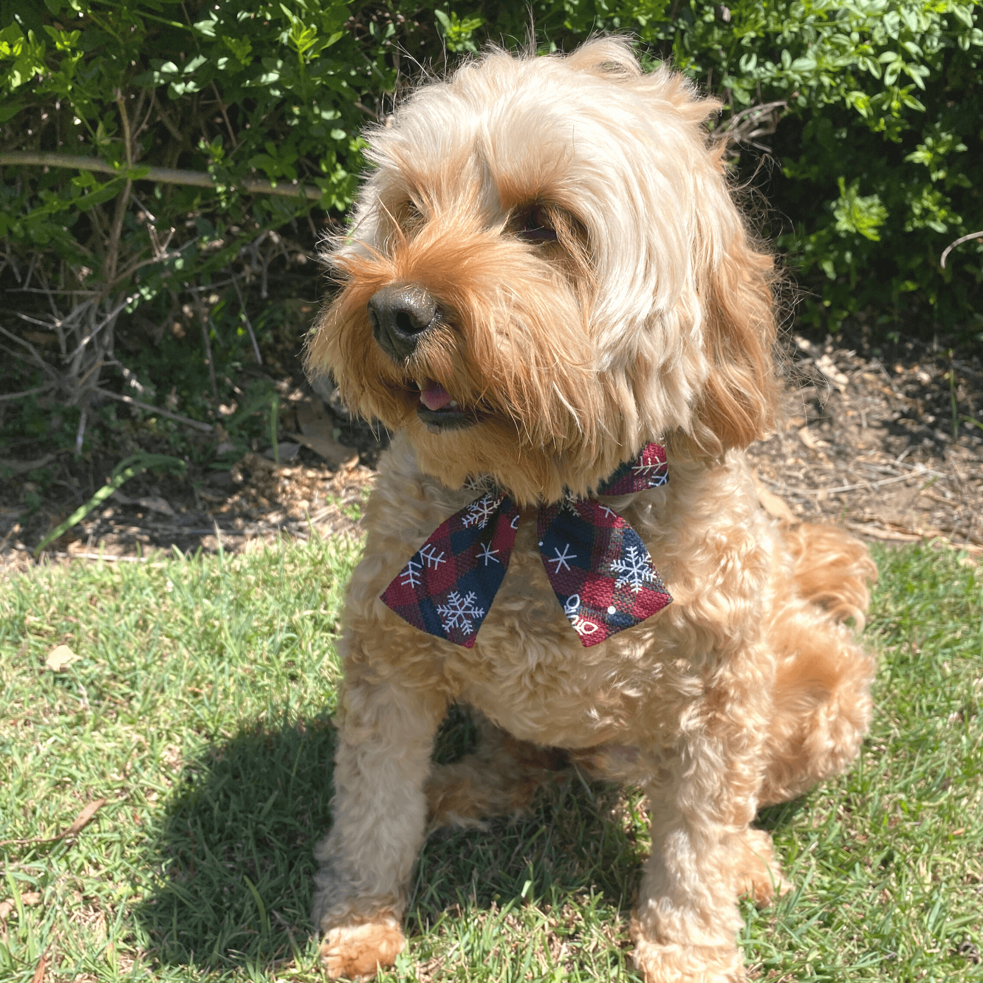 Christmas themed dog bow let's pawty