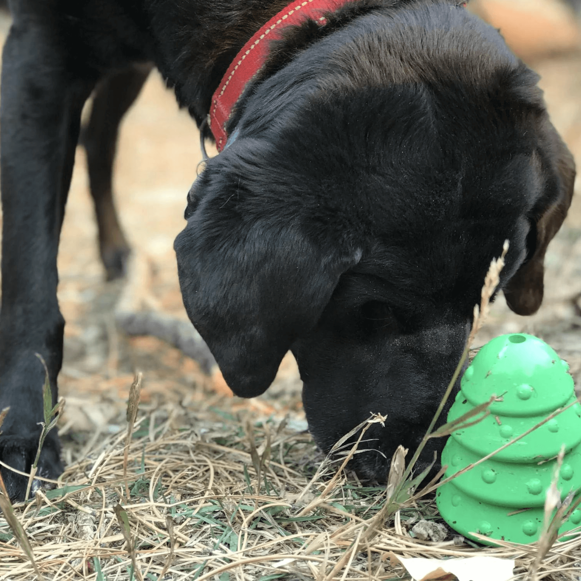 Christmas enrichment dog toy, durable, rubber, let's pawty